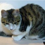 「迷い猫捜索」のお礼