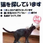 猫を探しています