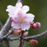 飯能所沢線 緩衝緑地帯への河津桜の植樹